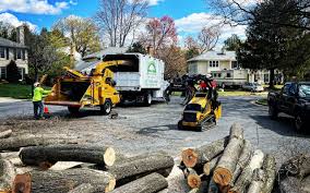 Best Root Management and Removal  in Window Rock, AZ