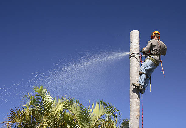 Best Lawn Watering Services  in Window Rock, AZ