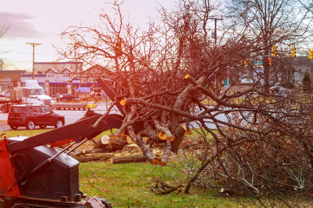 Best Fruit Tree Pruning  in Window Rock, AZ